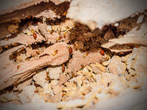 diagnostic termites à lyon
